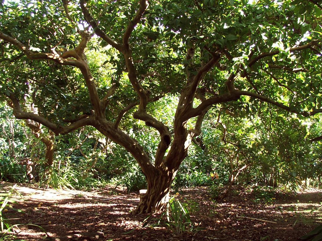 Quinta Das Buganvilias Castelo Branco  Exterior photo